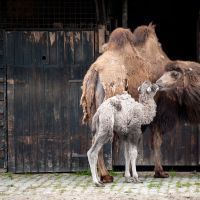 Une chamelle est née au zoo de Planckendael
