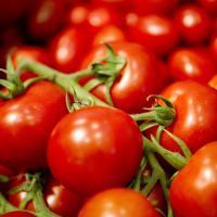 Illustration : des tomates