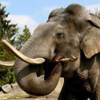 L'éléphant Hussein est mort avant d'arriver à Planckendael