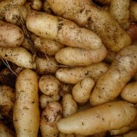 La pomme de terre est aujourd'hui la troisième plus grosse culture en Chine.