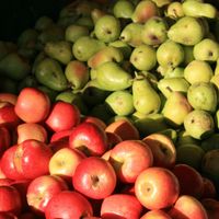 Moins de pommes et de poires cette année en raison des mauvaises conditions climatiques
