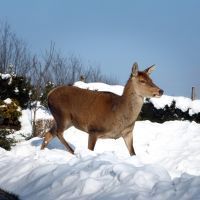 Illustration: un cerf