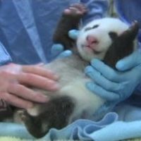 Un panda géant de 6 semaines présenté au zoo de San Diego