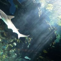 Nouvelle-Calédonie: un groupe de requins s'est approché des côtes