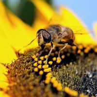 La charte Maya a pour objectif de protéger les abeilles et de favoriser leur habitat.
