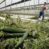 Si plus de la moitié des communes bruxelloises a toujours recours aux produits chimiques, c'est aussi à cause d'une réglementation trop floue
