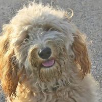 Bientôt un permis pour chien?