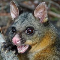 Phalanger-vulpin ou possum ou cousou