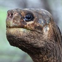 Georges le Solitaire, dernière tortue vivante de son espèce, est mort sans descendance